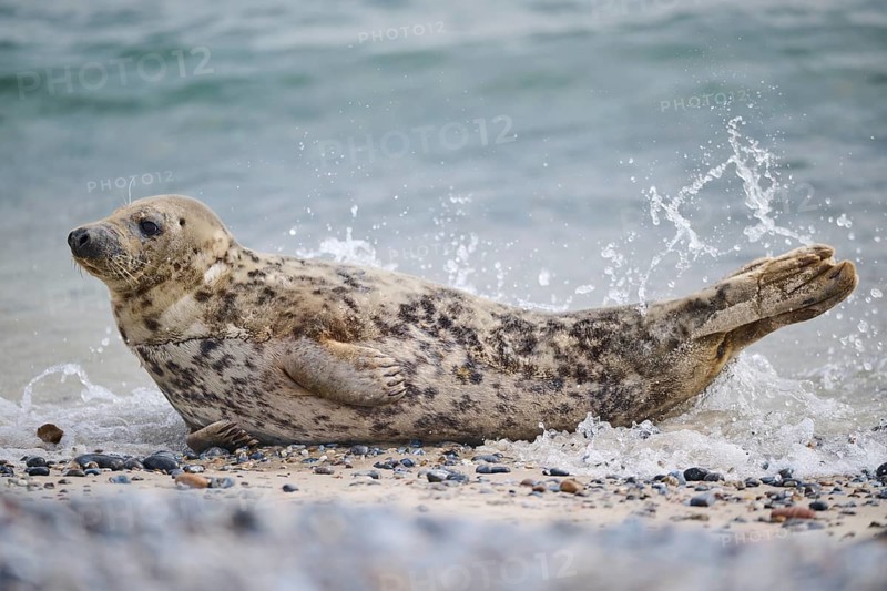 Grey seal (Halichoerus grypus) on the beach on the edge of the water with the sea in the background, Düne, Helgoland, Schleswig-Holstein, Germany, Europe