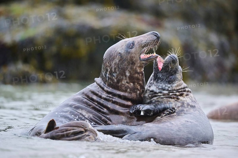 Grey seal (Halichoerus grypus) playing with each other in the water, sea, Düne, Helgoland, Schleswig-Holstein, Germany, Europe