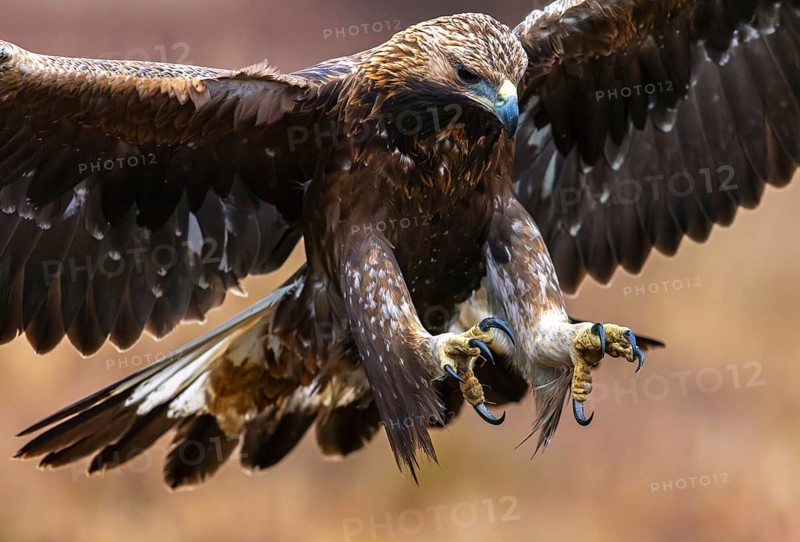 European golden eagle (Aquila chrysaetos chrysaetos) juvenile showing huge claws, talons while landing in moorland, heathland with open wings