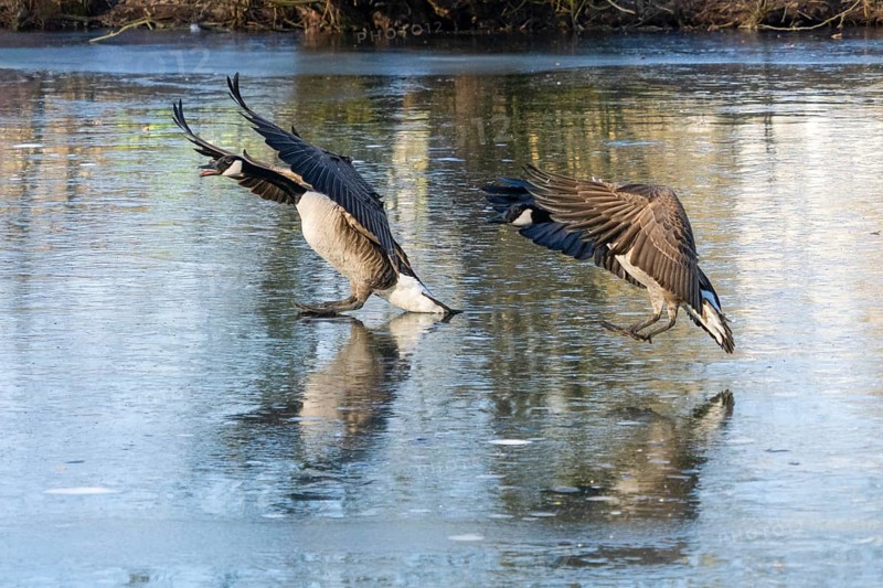 Canada geese (Branta canadensis), a pair in flight, landing on a frozen lake, Hesse, Germany, Europe