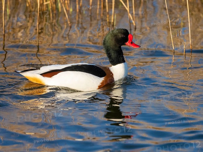 Common Shelduck (Tadorna tadorna), male adult bird, swimming along a ditch, with its reflection in the water, island of Texel, Holland