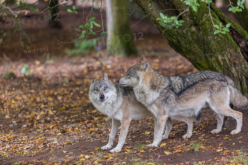 Two adult male eurasian gray wolves (Canis lupus lupus) standing in front of an old split tree at a forest edge