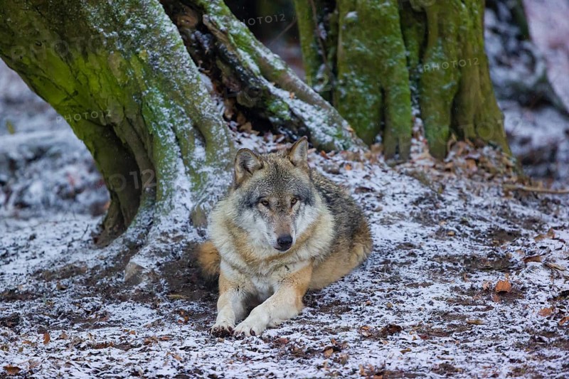 One adult male eurasian gray wolf (Canis lupus lupus) rests in front of an old split tree at a forest edge