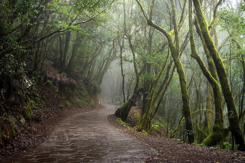Hiking trail in the cloud forest. Laurel trees with moss and lichen. Foggy weather. Garajonay National Park, La Gomera, Canary Islands, Spain, Europe
