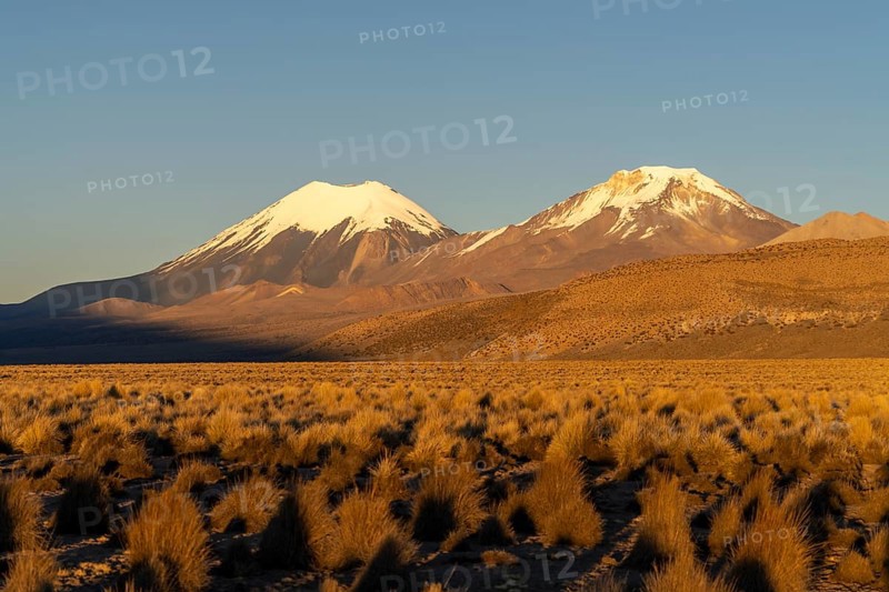 Snow-capped volcanoes Parinacota and Pomerape at dawn, Sajama National Park, Puna vegetation, Curahuara de Carangas, Departamento Oruro, Bolivia, South America