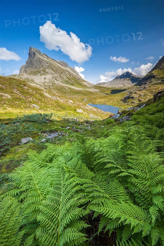 View of the Alnesdalen valley, Stigbotthornet mountain, Alnesvatnet lake, Reinheimen National Park, Møre og Romsdal, Norway, Europe