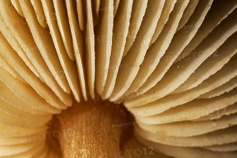 Mushroom, worm's eye view showing underside of cap with gills, lamellas, lamellae