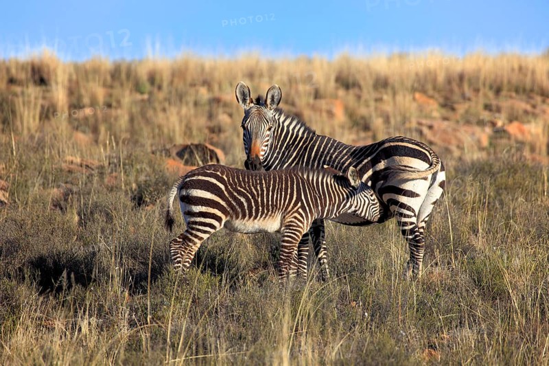 Cape mountain zebras (Equus zebra zebra), mare suckling foal, Mountain Zebra National Park, South Africa, l.s, Africa