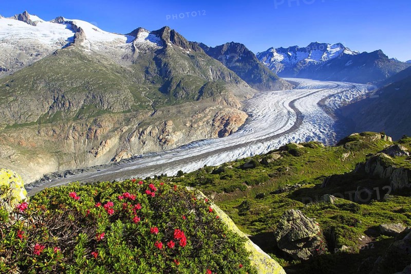 Alpine rose( Rhododendron spec.) , Bathtub horns, Aletsch glacier, Valais, Switzerland, Europe
