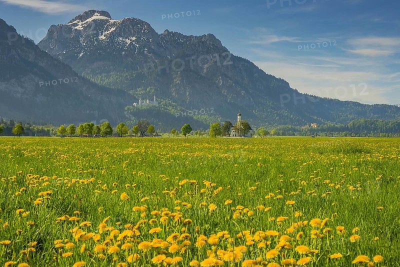 Blooming dandelion meadow, behind pilgrimage church St. Coloman, Neuschwanstein Castle and the Säuling, 2047m, Allgäu, Bavaria, Germany, Europe