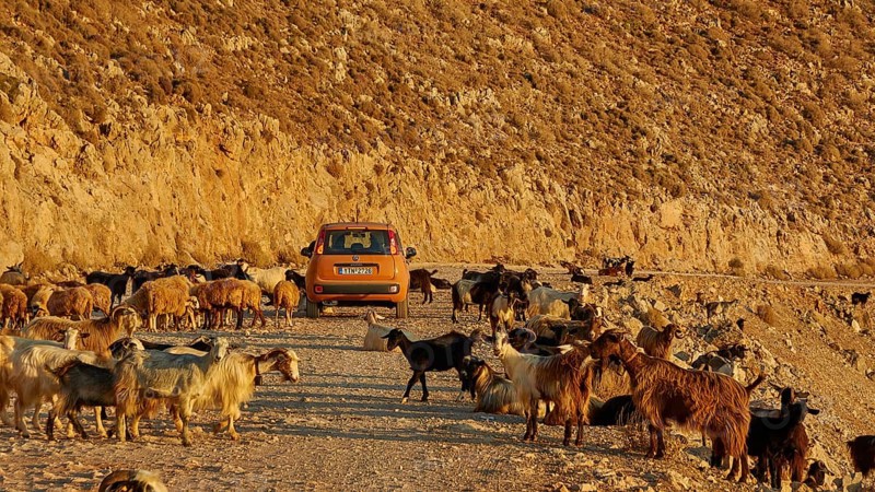 Goats (Caprae), red small car in herd of goats, morning light, Gramvoussa peninsula, Pirate Bay, Balos, Tigani, West Crete, island of Crete, Greece, Europe