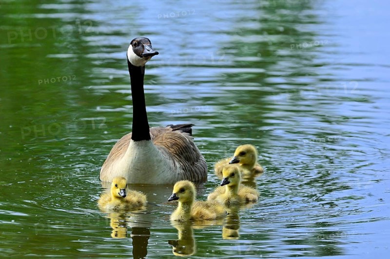 Canada goose (Branta canadensis) swimming with goslings in the lake