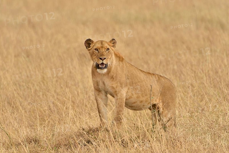 Lioness (Panthera Leo), Massai Mara, Rift Valley Province, Kenya, Africa