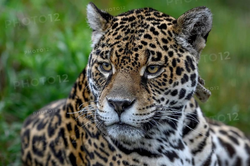 Jaguar (Panthera onca), Breeding Station of the Conservation Land Trust, Iberá Project, Esteros del Iberá, San Alonso Island, Corrientes Province, Argentina, South America