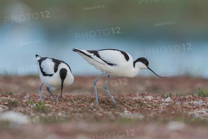 Avocet (Recurvirostra avosetta), Paar am Nest, Burgenland, Austria, Europe