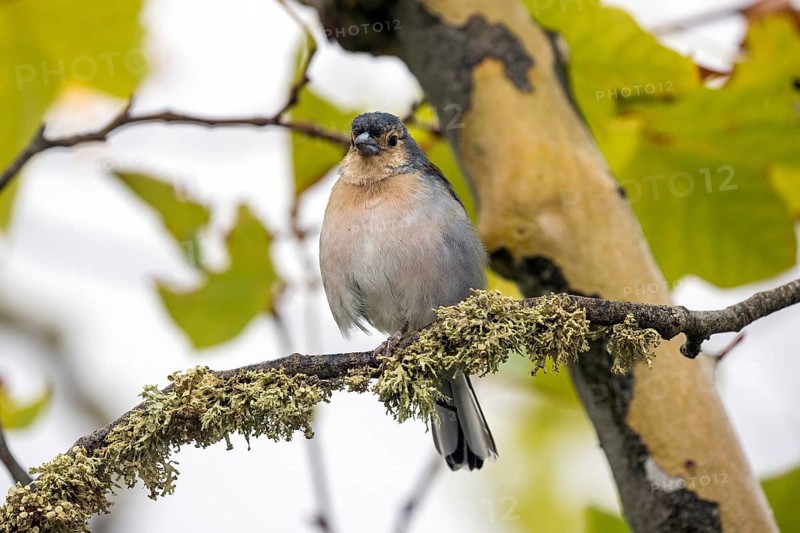 Madeiran chaffinch (Fringilla coelebs maderensis), sitting on a branch, Madeira, Portugal, Europe