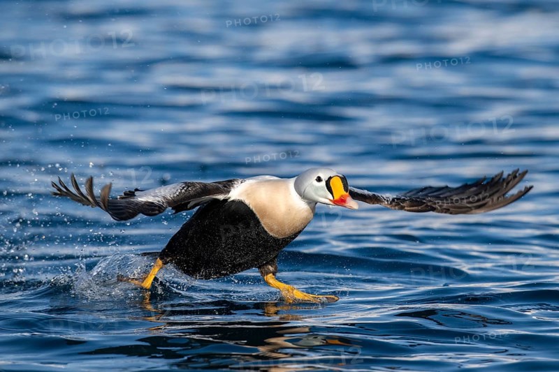 King eider (Somateria spectabilis), male in flight, winter, Batsfjord, Båtsfjord, Varanger Peninsula, Finnmark, Northern Norway, Norway, Europe