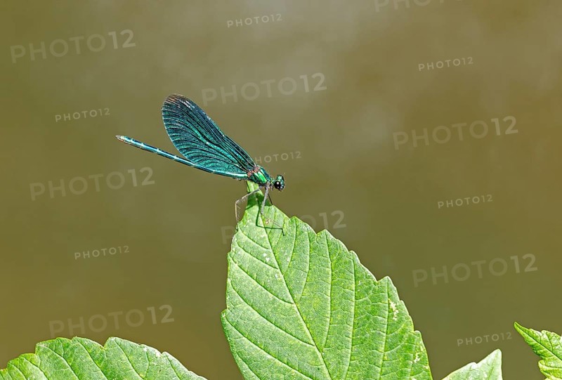 Dragonfly on leaf, beautiful demoiselle (Calopteryx virgo), Garstedt, Lower Saxony, Germany, Europe