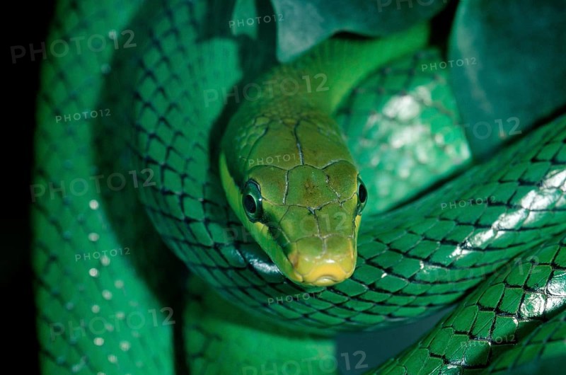 Red-tailed Green Ratsnake (Gonyosoma oxycephala) (Elaphe oxycephala)