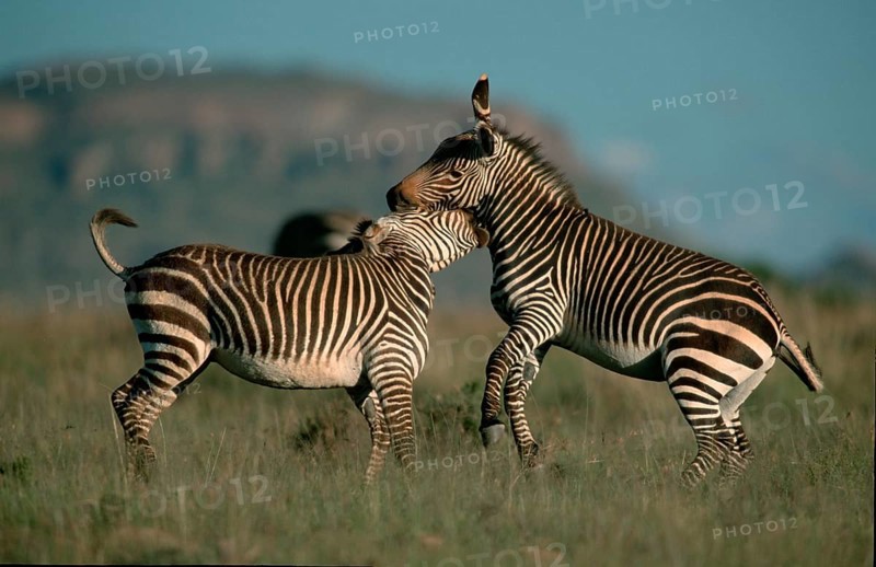 Cape mountain zebras (Equus zebra zebra), fighting stallions, Mountain Zebra National Park, South Africa, page, Africa