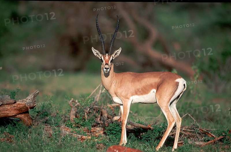 Grant's Gazelle (Gazella granti), male, Samburu Game Reserve, Kenya, side, Africa