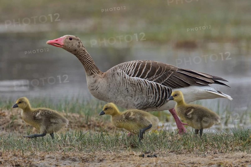 Greylag goose (Anser anser) with chicks, Burgenland, Austria, Europe