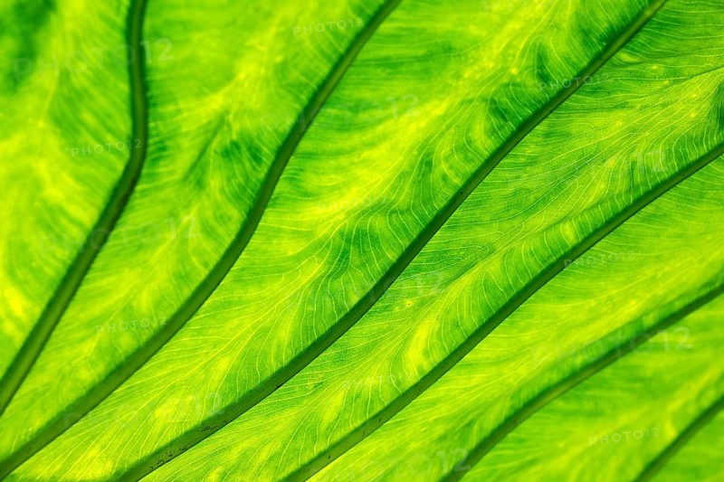 Leaf of the giant taro (Alocasia macrorrhizos), backlit close-up, Madeira, Portugal, Europe