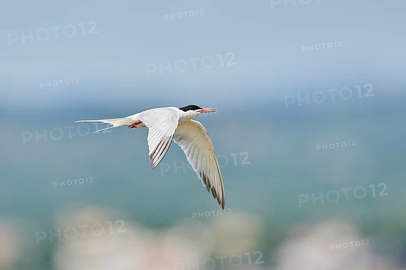 Elegant tern (Thalasseus elegans) flying in the sky above the sea, hunting, ebro delta, Catalonia, Spain, Europe