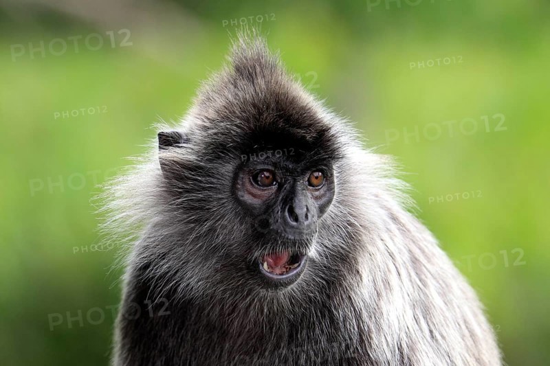 Silvered Leaf Monkey, Labuk Bay, Sabah, Borneo, Malaysia (Trachypithecus cristatus) (Presbytis cristatus), Silvery Langur