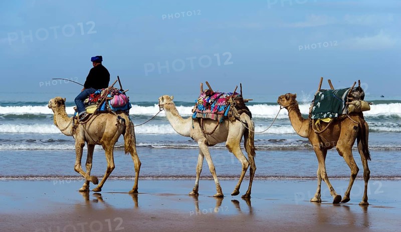 Morocco, dromedary driver, beach, Essaouira, Africa