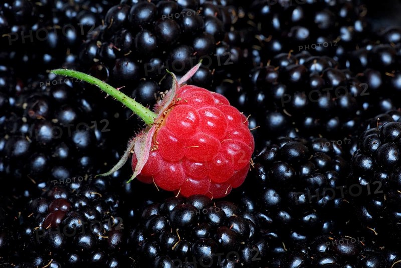 Raspberry (Rubus idaeus) at Rubus fruticosus (Rubus fruticosus)