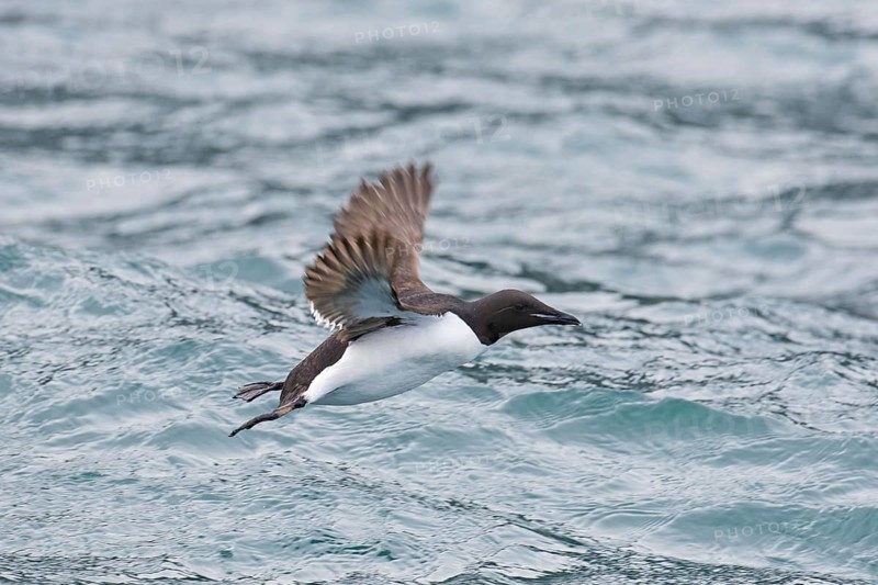 Thick-billed murre (Uria lomvia), Brünnich's guillemot in flight above sea water, native to the sub-polar regions of the Northern Hemisphere