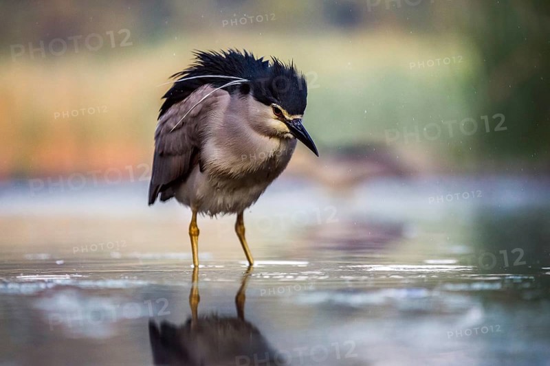Black crowned night heron (Nycticorax nycticorax) in the water, Pusztaszer, Hungary, Europe