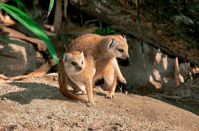 Young yellow mongoose (Cynictis penicillata)