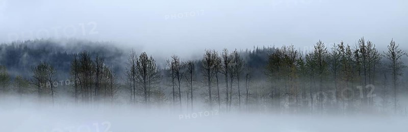 Fog over the Pacific rainforest, Prince William Sound, Alaska