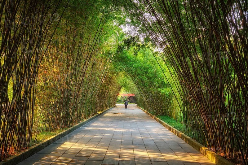 Path in bamboo forest brove in Wangjiang Pavilion (Wangjiang Tower) Wangjianglou Park. Chengdu, Sichuan, China, Asia