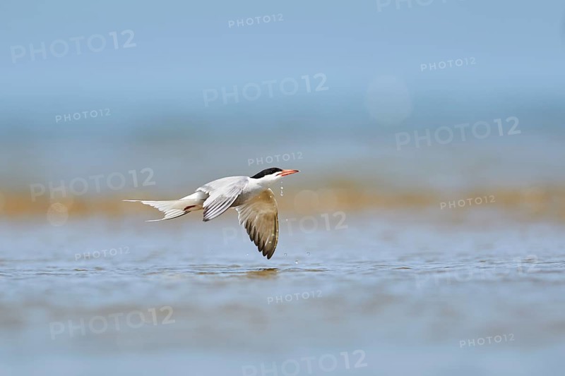 Elegant tern (Thalasseus elegans) flying in the sky above the sea, hunting, ebro delta, Catalonia, Spain, Europe
