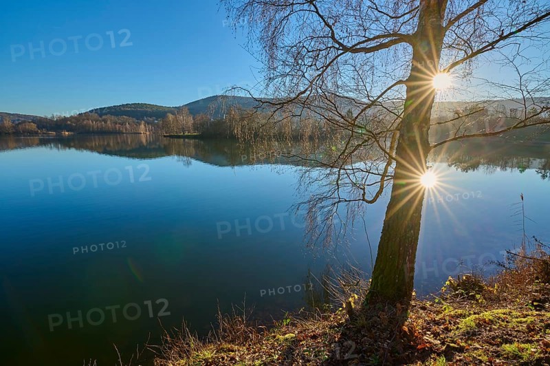 Tree on lake with sun, Freudenberg am Main, Untermain, Spessart, Odenwald, Franconia, Baden-Württemberg, Germany, Europe