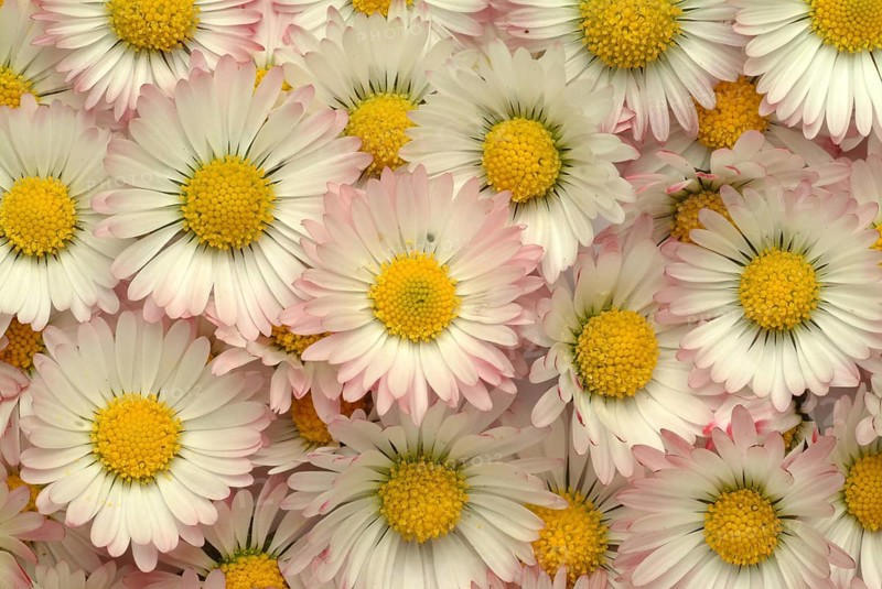 Common daisy (Bellis perennis), medicinal plant, naturopathy classifies the daisy among other things as stimulating the metabolism, expectorant and anti-inflammatory, used e.g. for respiratory and skin diseases as well as injuries. The daisy was named medicinal plant of the year 2017