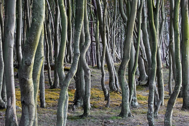 Beech trees at Darß, Darss west coast, Fischland-Darß-Zingst, Western Pomerania Lagoon Area NP, Mecklenburg-Western Pomerania, Germany, Europe