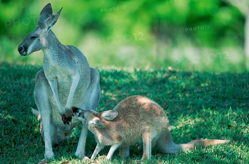 Red red kangaroo (Macropus rufus), female with young, Australia, Oceania