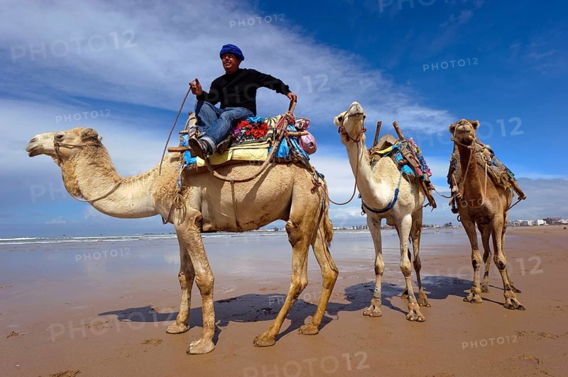 Morocco, dromedary driver, beach, Essaouira, Africa