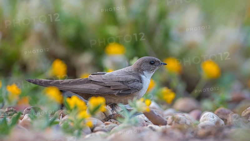Crag martin (Ptyonoprogne rupestris) searching for nesting material on the ground, La Serena steppe area, Extremadura, Spain, Europe