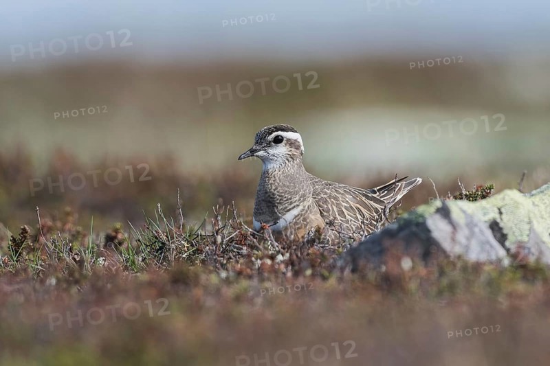 Eurasian Dotterel (Charadrius morinellus), sits in nest on the ground, ground breeder, tundra vegetation, Finnmark, Norway, Europe