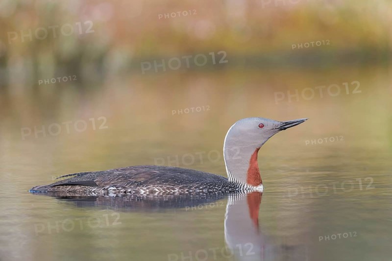 Red-throated diver (Gavia stellata) swims in the water, Dalarna, Sweden, Europe