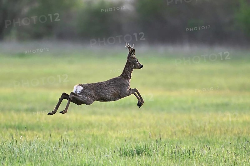 Roe deer (Capreolus capreolus), roebuck jumping, on the run, Lake Neusiedl National Park, Seewinkel, Burgenland, Austria, Europe