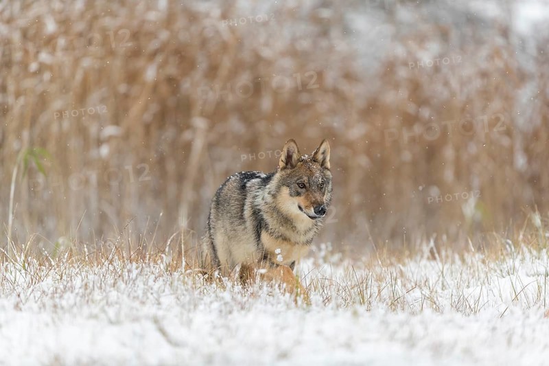 One young male eurasian gray wolf (Canis lupus lupus) running towards the camera over a snow covered meadow during snowfall. White meadow and reed in the background