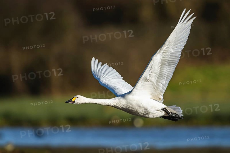 Tundra Swan, Bewick's Swan, Cygnus columbianus in flight at winter in Slimbridge, England, United Kingdom, Europe
