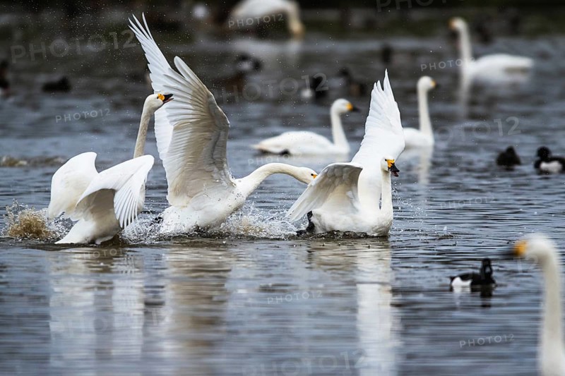 Tundra Swan, Bewick's Swan, Cygnus columbianus at winter in Slimbridge, England, United Kingdom, Europe