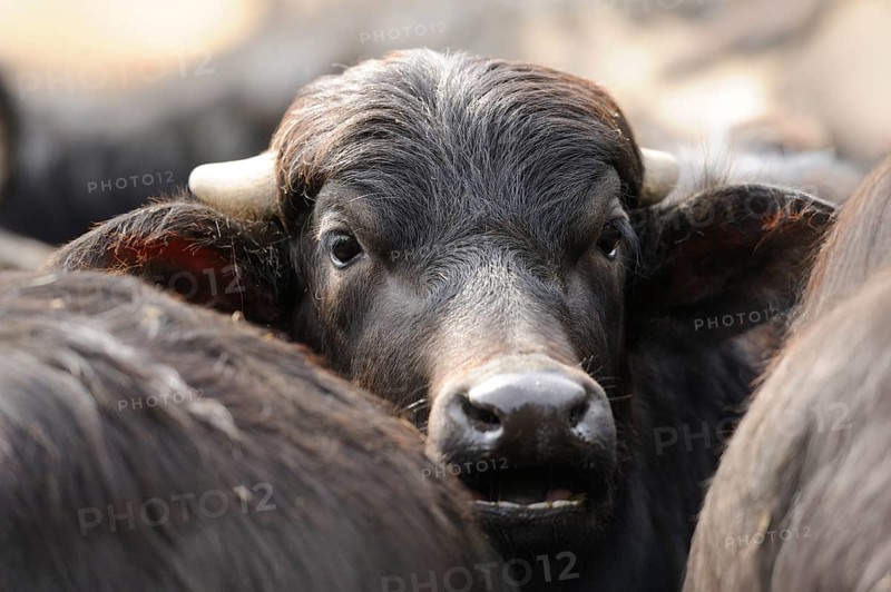 Buffalo looking through a herd, surrounded by other buffalo, Water buffalo (Bubalus arnee), Bavaria